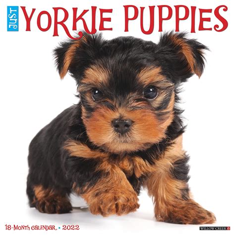 Interesting Facts About Yorkie Puppies Yorkie Universe Atelier