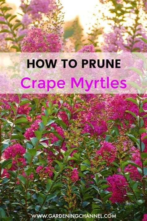 Pruning Crape Myrtles - Gardening Channel