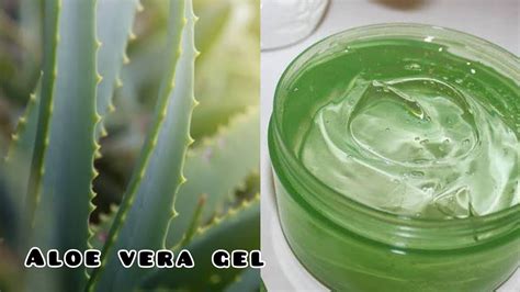 Diy Aloe Vera Gel At Home Homemade Aloe Vera Gel Chemical Free Aloe Veraaloe Vera Gel At