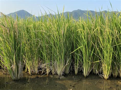 African Wild Rice Genes Help Perennial Rice To Halve Its Production Cost