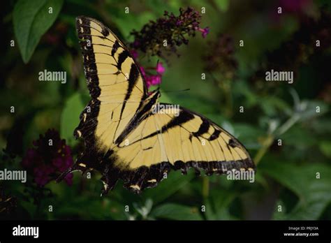 Black and Yellow Swallowtail Butterfly Stock Photo - Alamy