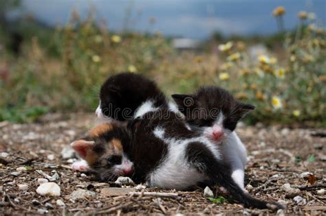 Baby Kittens Playing. Little Kittens Playing in Garden Together Stock ...