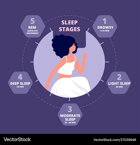 Sleep cycle healthy biology hormones body Vector Image