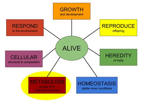 Heterotroph Examples