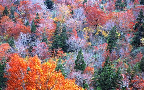 40 Autumn Trees Wallpapers | Most beautiful places in the world ...