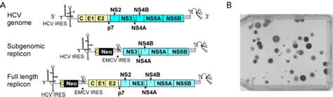 A Schematic Diagram Of Hcv Genomic And Replicon Rna B Download Scientific Diagram