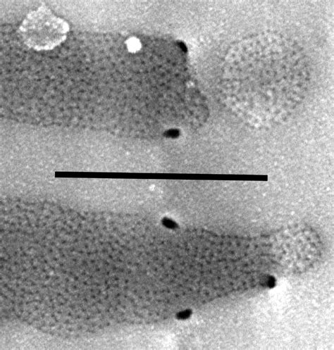 Image Neidiopsis Fig 29 Species Diatoms Of North America