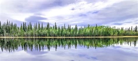 Panoramic Treeline Stock Photos Pictures And Royalty Free Images Istock