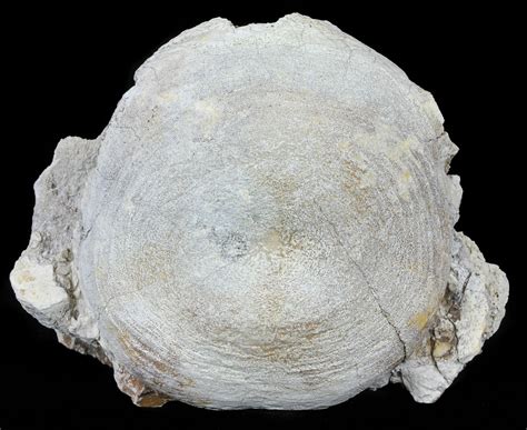 4.7" Fossil Brontotherium (Titanothere) Vertebrae - South Dakota ...