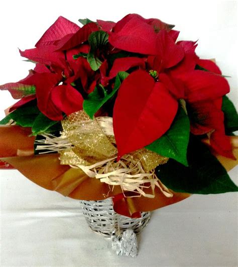 Poinsettia Mimbre Deco — Floresfrescasonline