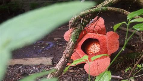 Keren Bunga Langka Rafflesia Arnoldii Mekar Bersamaan Okezone Travel