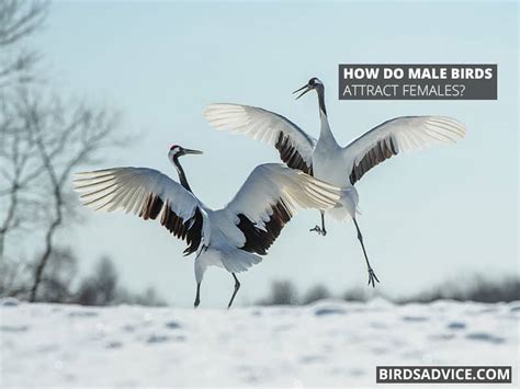 How Do Birds Have Sex Mating In Birds Birds Advice