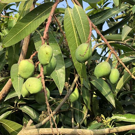 MANGO - Mangifera Indica - Gowthami Nursery