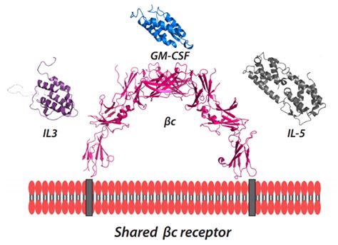 Cytokine Receptor Laboratory Centre For Cancer Biology