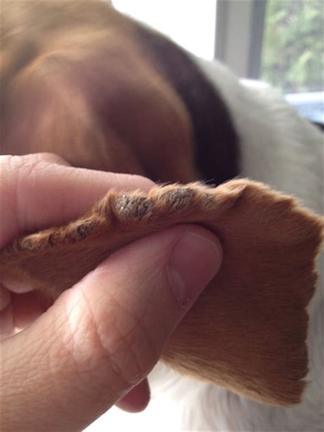 Ear Margin Dermatosis Or Scurf In A Dog Ask A Vet