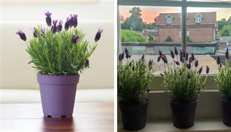 How To Grow Lavender Indoors In Pots Nelle S Journey