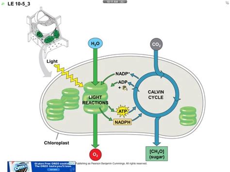 AP Biology-Chapter 10-Photosynthesis Flashcards | Quizlet