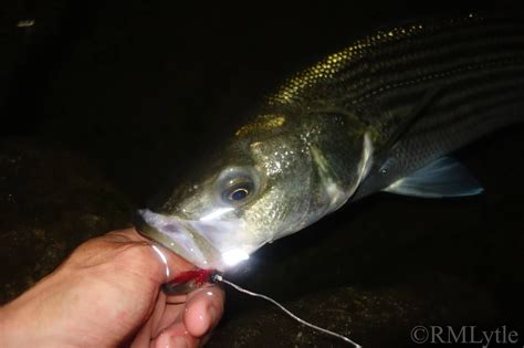 Connecticut Fly Angler: Cinder Worms