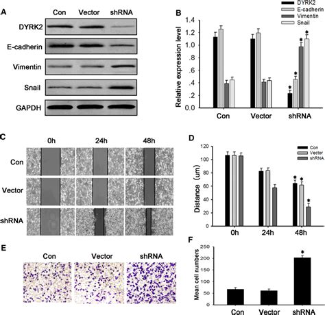 Knockdown Of Dyrk Promotes Migration In H Cells A Western Blot