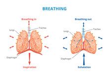 Breathing Organs Free Stock Photo - Public Domain Pictures