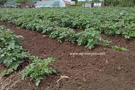 Prihrana Krompira Za Pravilno Razvijanje Agrosavjet