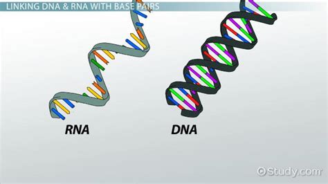 Nitrogenous Base | Definition, List & Pairs - Lesson | Study.com