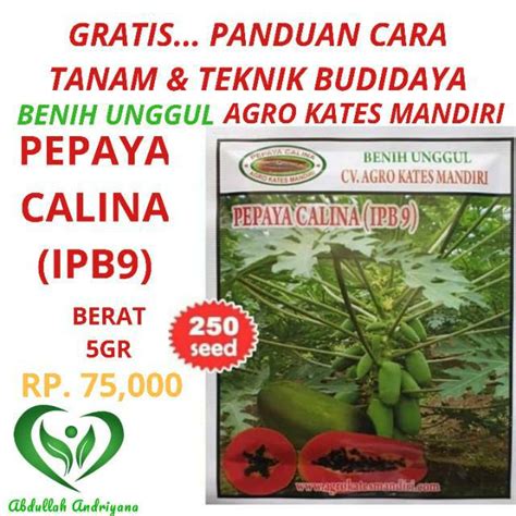 Jual Bibit Pepaya Calina Ipb Gram Biji Bibit Produk Agro Kates