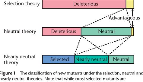 Figure 1 from Molecular Evolution: Nearly Neutral Theory | Semantic Scholar