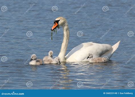 Mute Swan Feeding a Group of Young Cygnets Stock Photo - Image of birds ...