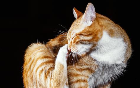 Lavagens Do Gato Do Gengibre Em Um Fundo Preto Foto De Stock Imagem