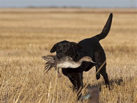 11 Best Duck Dogs - Best Duck Hunting Dogs That Will Make You A ...