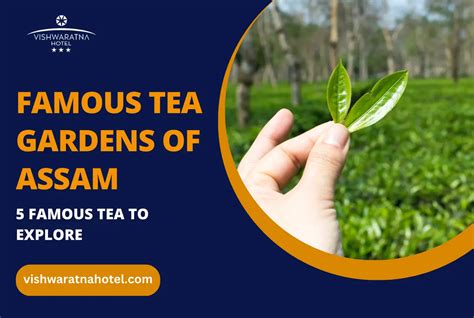 7 Beautiful And Famous Tea Gardens Of Assam You Need To Explore Now