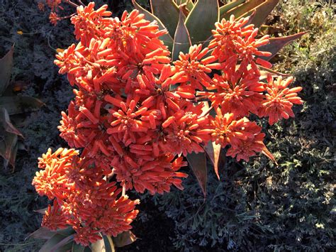 Coral Aloe is a fantastic succulent - Oh The Places You'll Grow