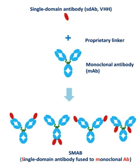 Bispecific Antibodies: Emerging Novel Immunotherapies for Cancer ...