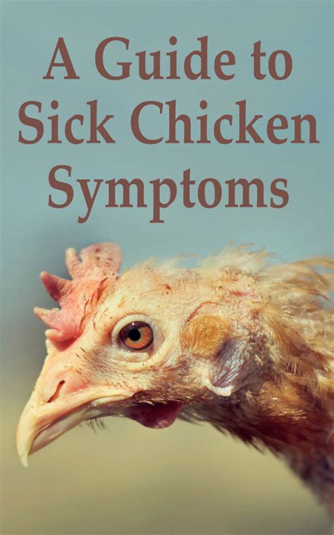 A Guide To Sick Chicken Symptoms Backyard Poultry