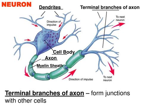 Biological Psychology Ppt Download