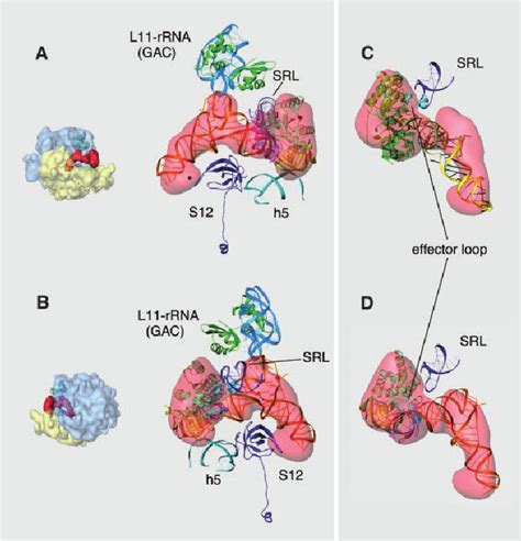 Interaction Of Ef Tu And Aa Trna With The Ribosome A And B Ribbons