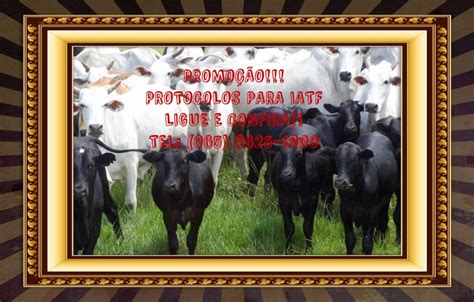 Promo O De Iatf Insemina O Artificial Em Tempo Fixo Agrounidos