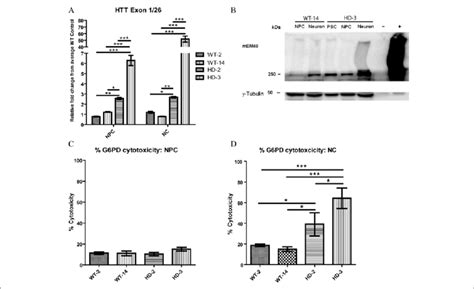 Characterization Of Wild Type WT And Huntington S Disease HD Neural