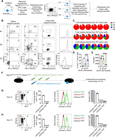 Rgs16 Promotes Antitumor CD8 T Cell Exhaustion Science Immunology