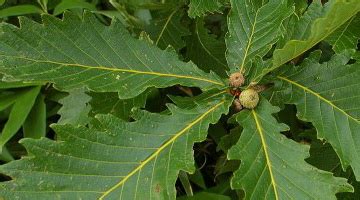 Дуб каштанолистный - kvetok.ru