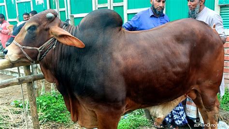 মাংসের গরু এবং শুকনো হাড্ডিসার গরুর দাম জানুন কুমিল্লার বরুড়া আড্ডা