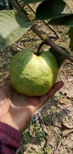 Full Sun Exposure Green Vnr Bihi Guava Plant For Outdoor At Rs 20