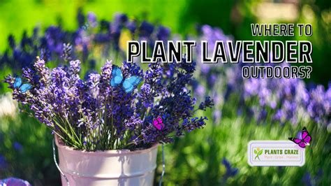 Where To Plant Lavender Outdoors? [Gardening Ideas]