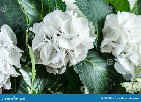 Beautiful Blooming White Hydrangea Flowers With Green Leaves Stock