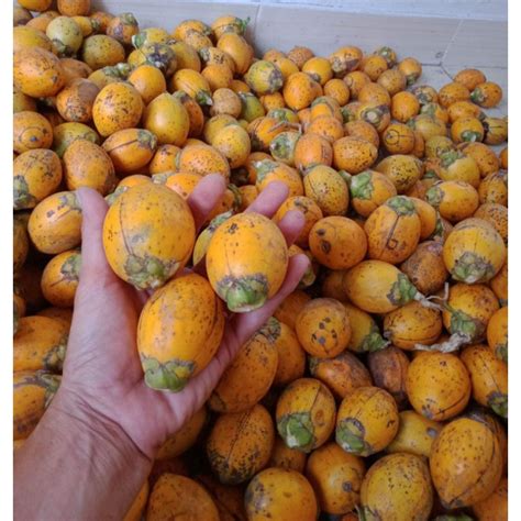 Jual Buah Pinang Tua Kg Buah Jambe Tua Shopee Indonesia