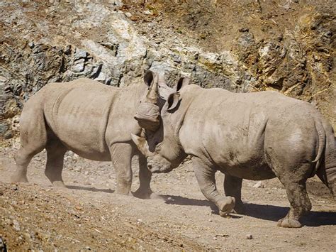 Rinoceronte blanco Parque de Animales Málaga Selwo Aventura