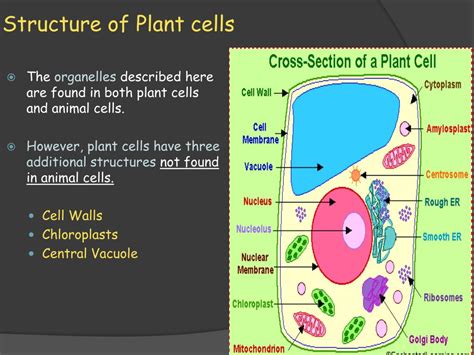 Which Organelle Is Only Found In Plant Cells Plant Ideas