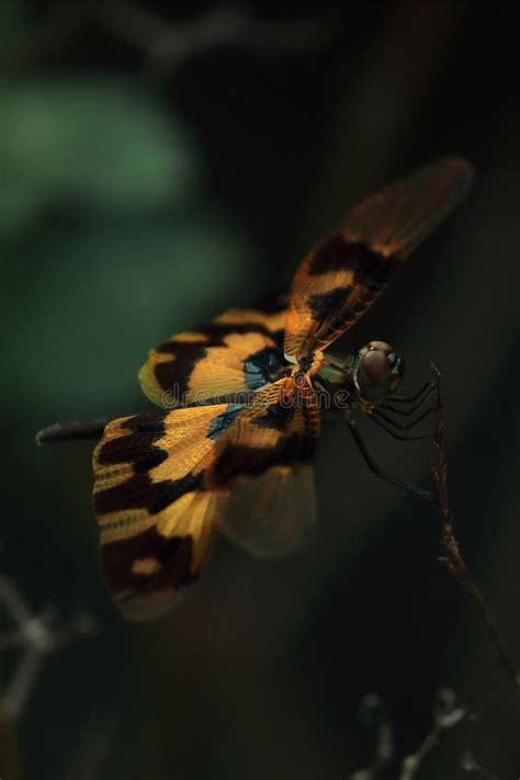 A Female Common Picture Wing Dragonfly Or Variegated Flutterer