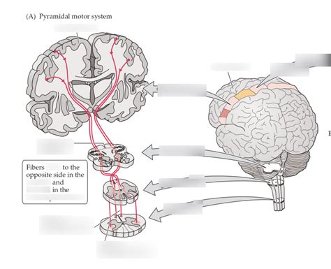 Pyramidal Motor System Diagram Quizlet